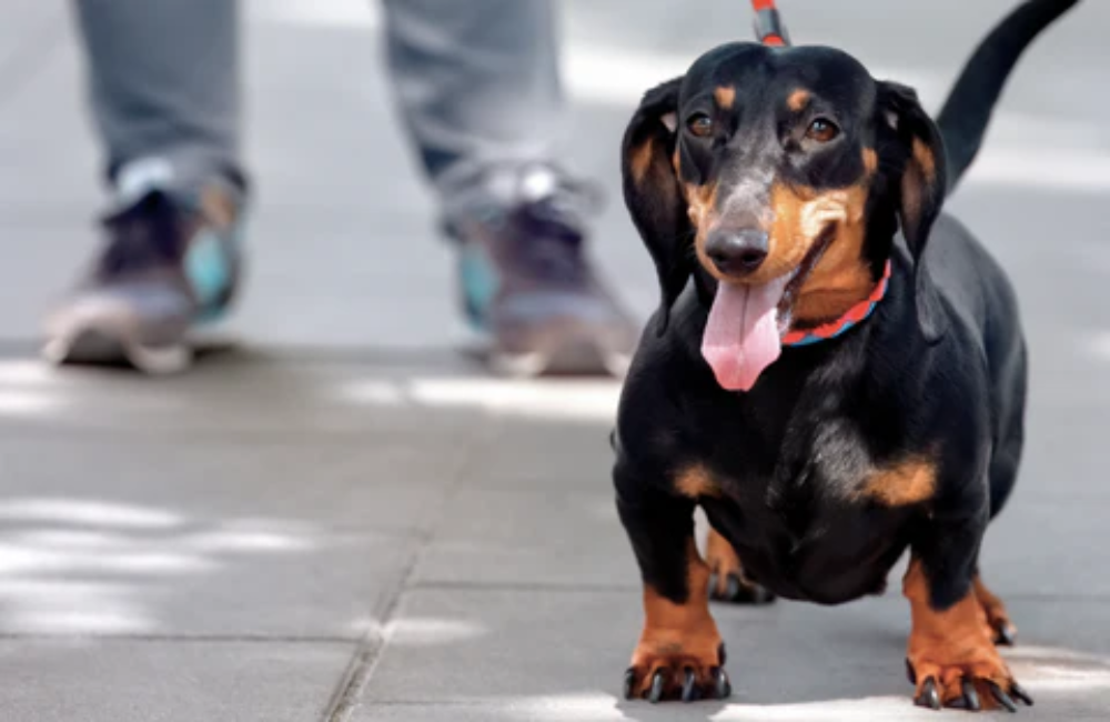 Top 10 DogFriendly Cities in the UK Billy + Margot