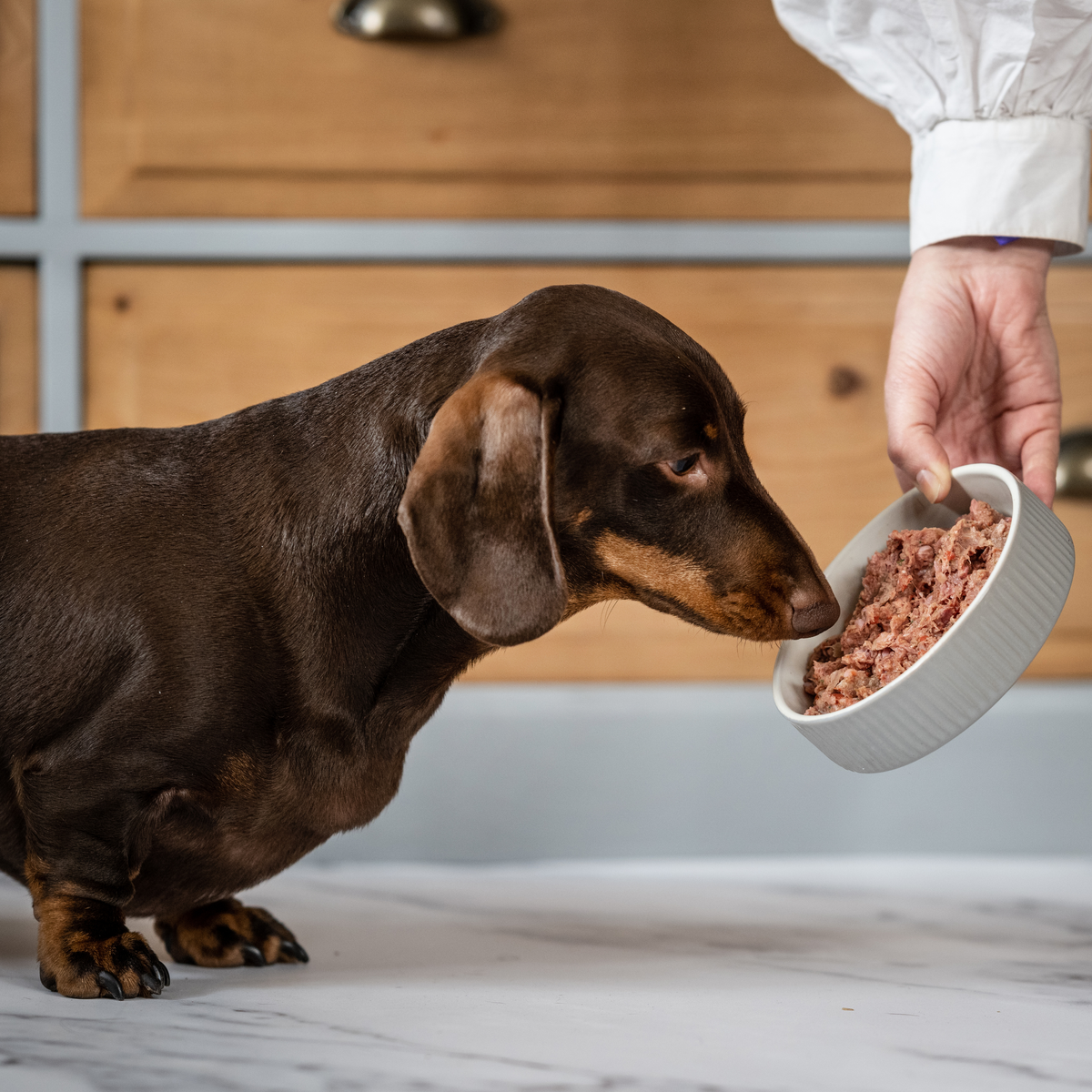 Raw Dog Food Tasting Bundle Complete + Balanced Billy + Margot